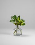 Bud Vase (Clear)