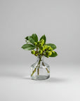 Petite Vase Collection (Clear)